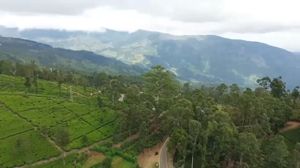 Chiang Rai Tea Terraces Preview