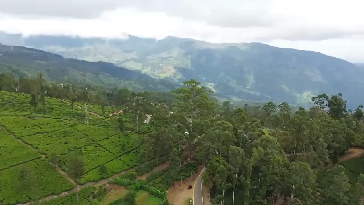 Chiang Rai Tea Terraces Preview