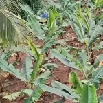 Kerala Gardens Preview