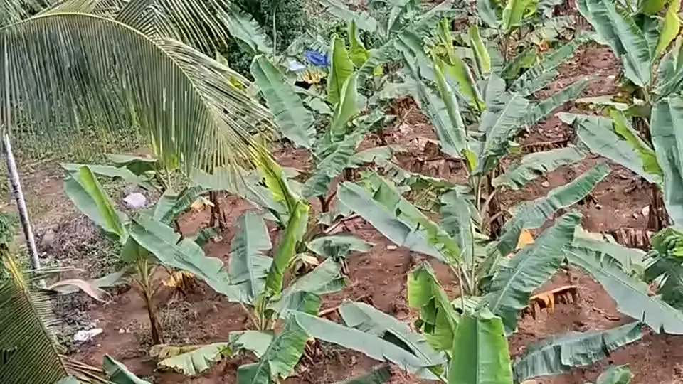 Kerala Gardens Preview