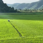 The Rice Fields Of Ubud Preview