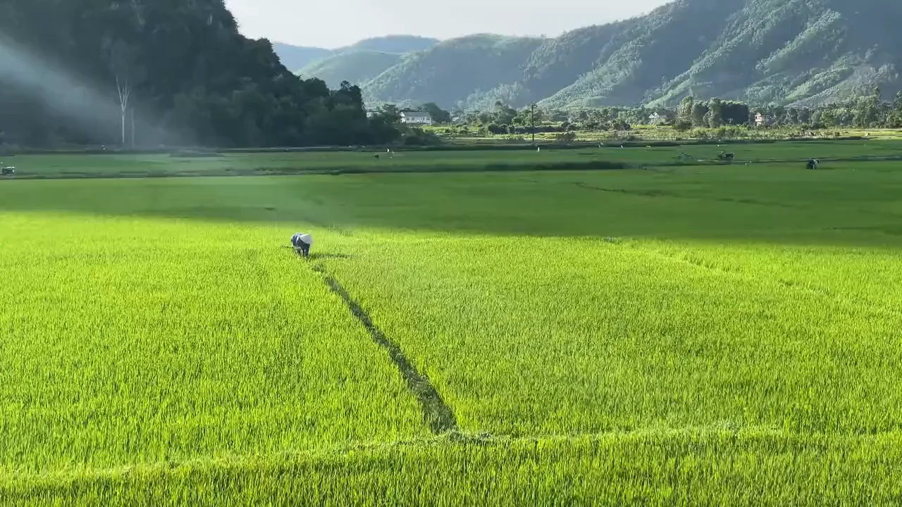 The Rice Fields Of Ubud Preview